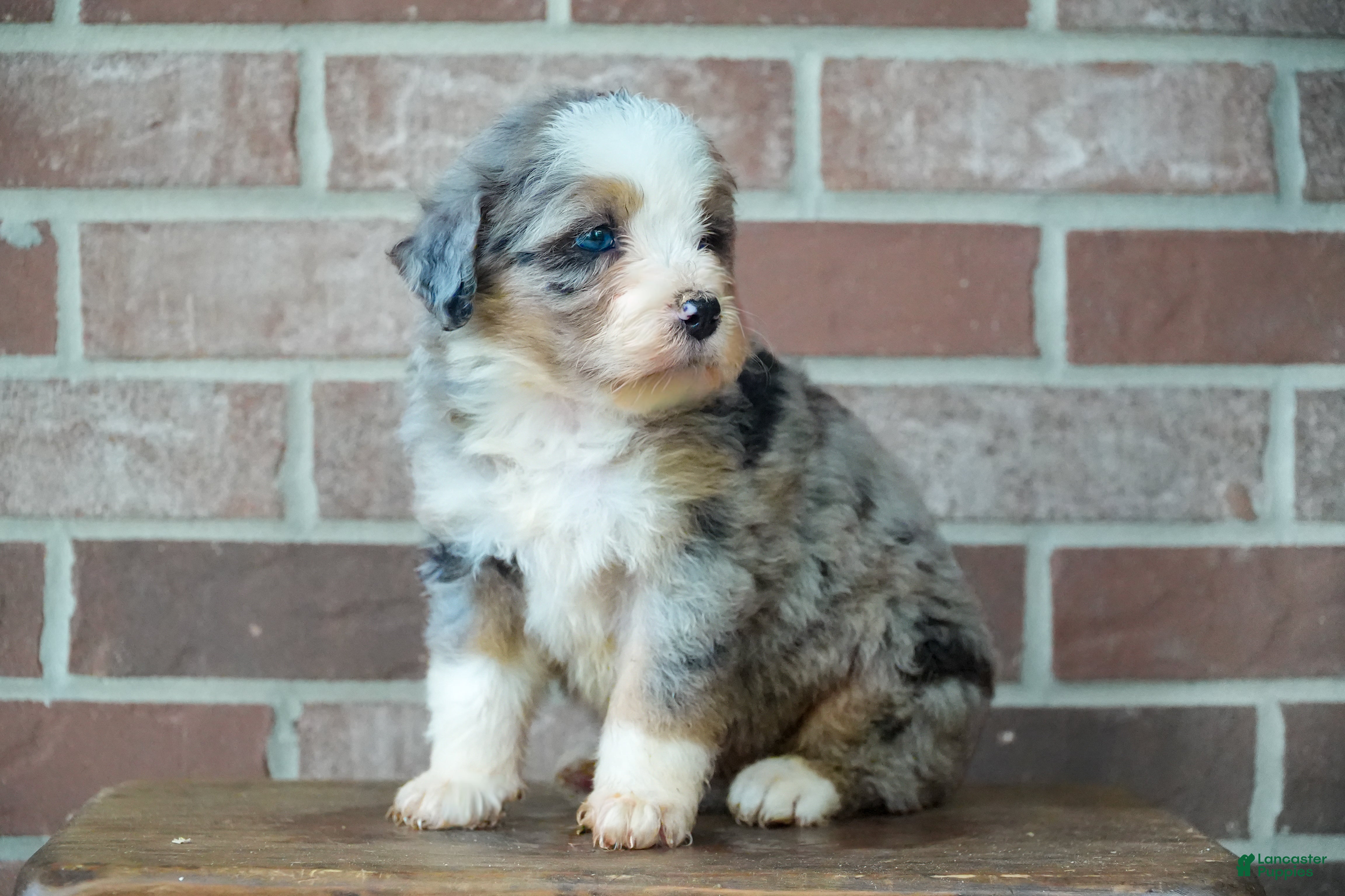 Bernedoodle dogs Little Merle  - Ad 2