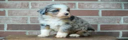 Bernedoodle dogs for sale: Little Merle  - Ad 2