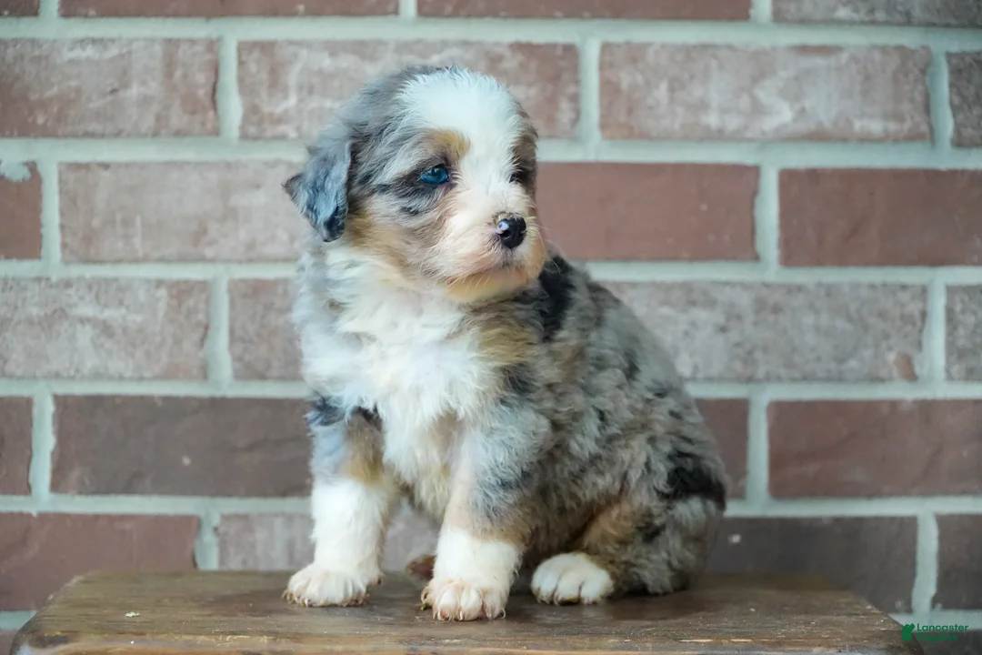 Bernedoodle dogs for sale: Little Merle  - Ad 2