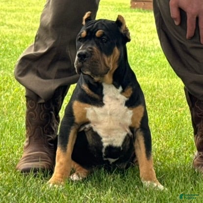 American Bully dogs Gia - Ad 2