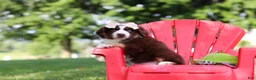 Miniature Australian Shepherd dogs for sale: Sedona - Ad 8