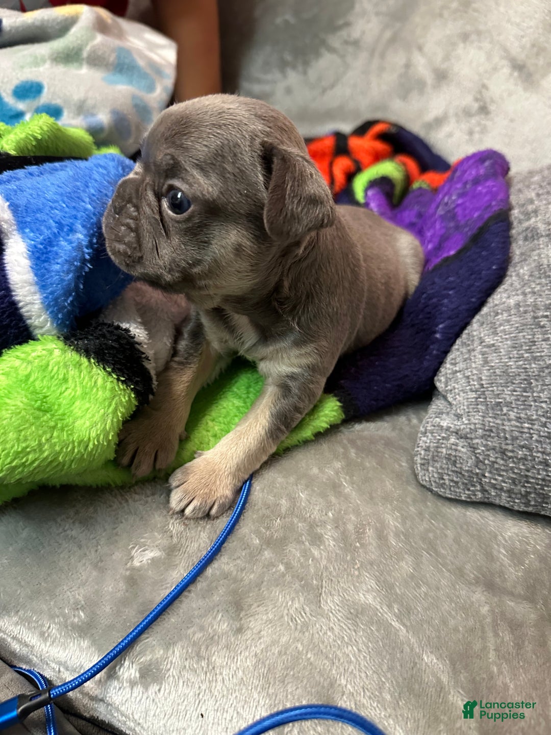 French Bulldog dogs for sale: Boss - Ad 7