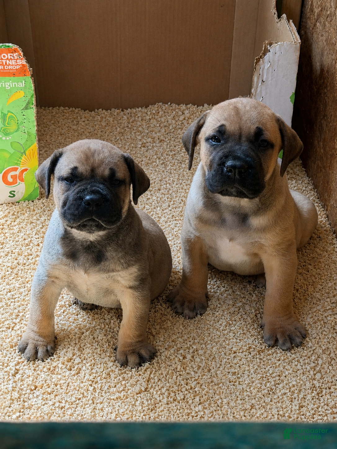 South African Boerboels dogs LGK BAKKO - Ad 1