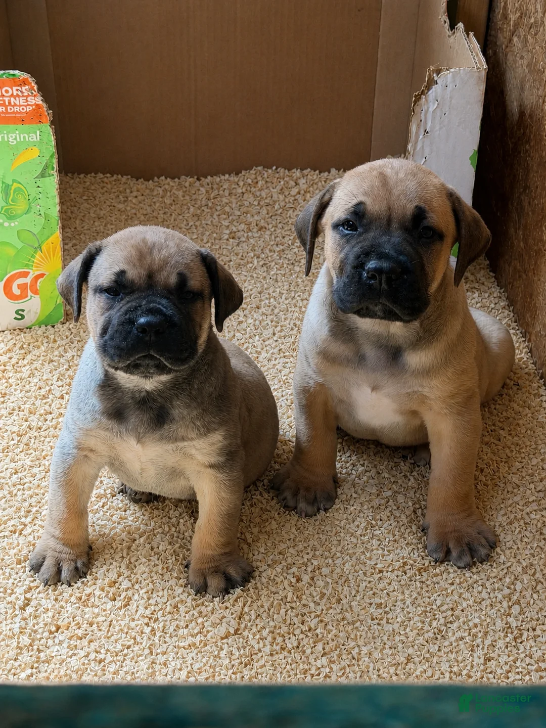 South African Boerboels dogs for sale: LGK BAKKO - Ad 1