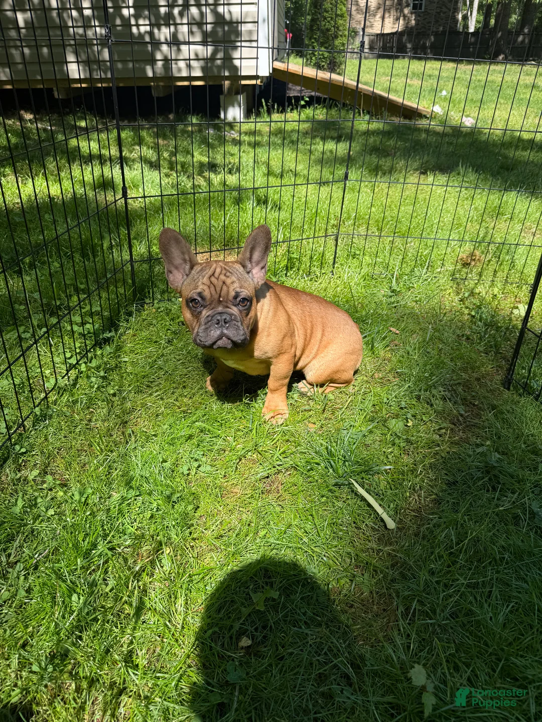 French Bulldog dogs for sale: French Bulldog Puppy 2 - Ad 1
