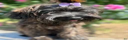 Yorkiepoo dogs for sale: Yorkiepoo Female Long Island NY❤️ - Ad 14
