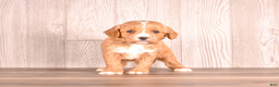 Cavapoo dogs for sale: Terry - Ad 3