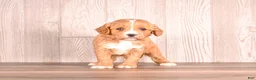 Cavapoo dogs for sale: Terry - Ad 3