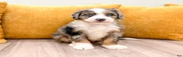Mini Bernedoodle dogs for sale: Sara - Blue Eyes - Ad 1