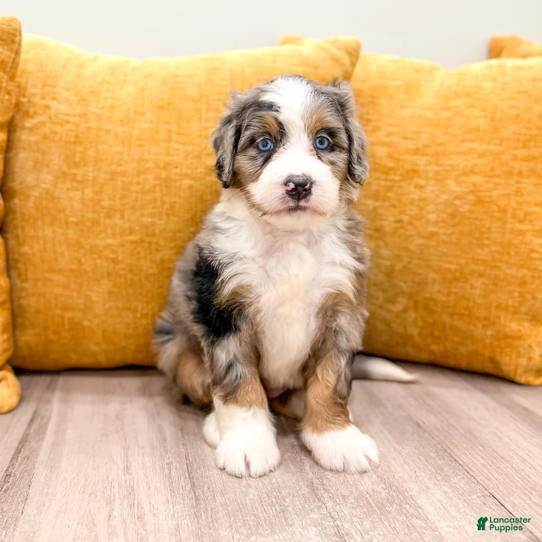Mini Bernedoodle dogs for sale: Sara - Blue Eyes - Ad 1