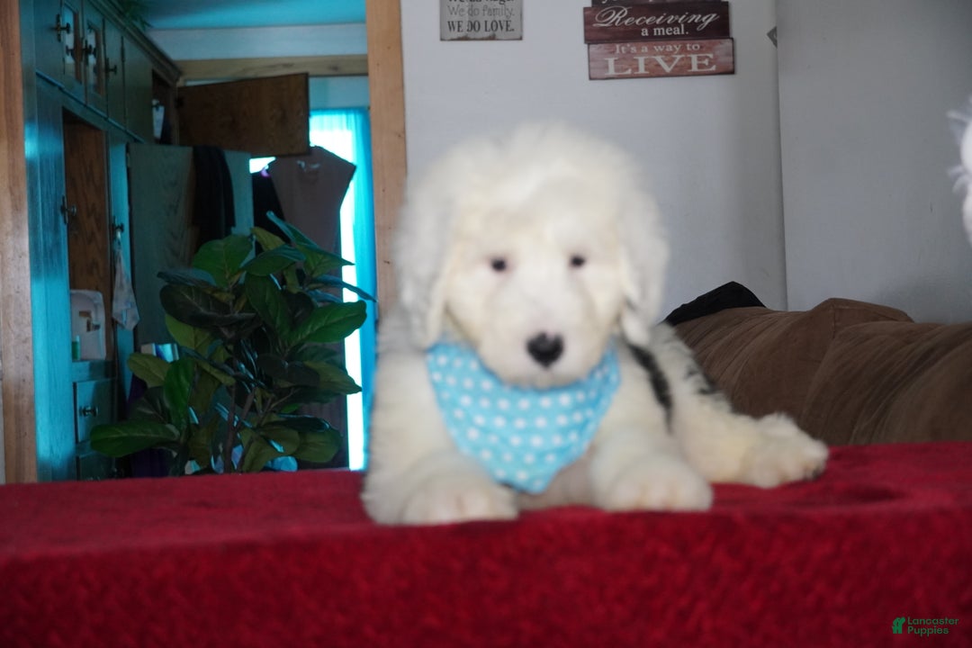 Sheepadoodle dogs for sale: Rambo - Ad 6