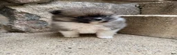 Pomeranian dogs for sale: Colton - Ad 7