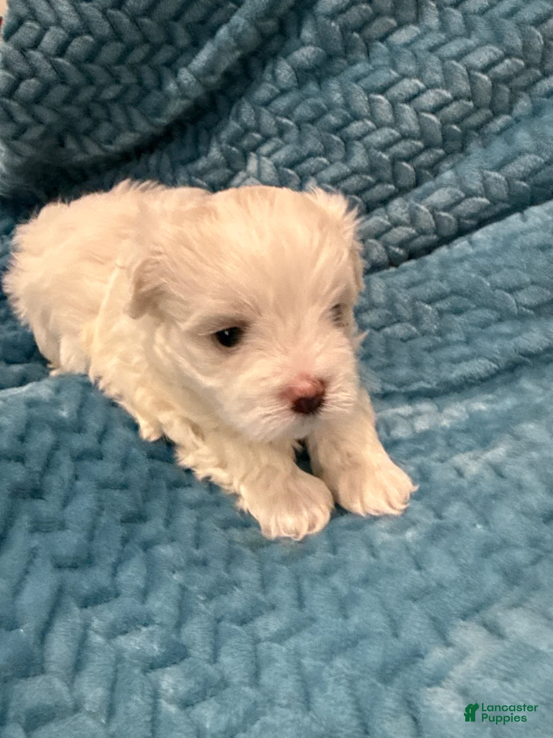 Maltese dogs for sale: Kisses - Ad 1