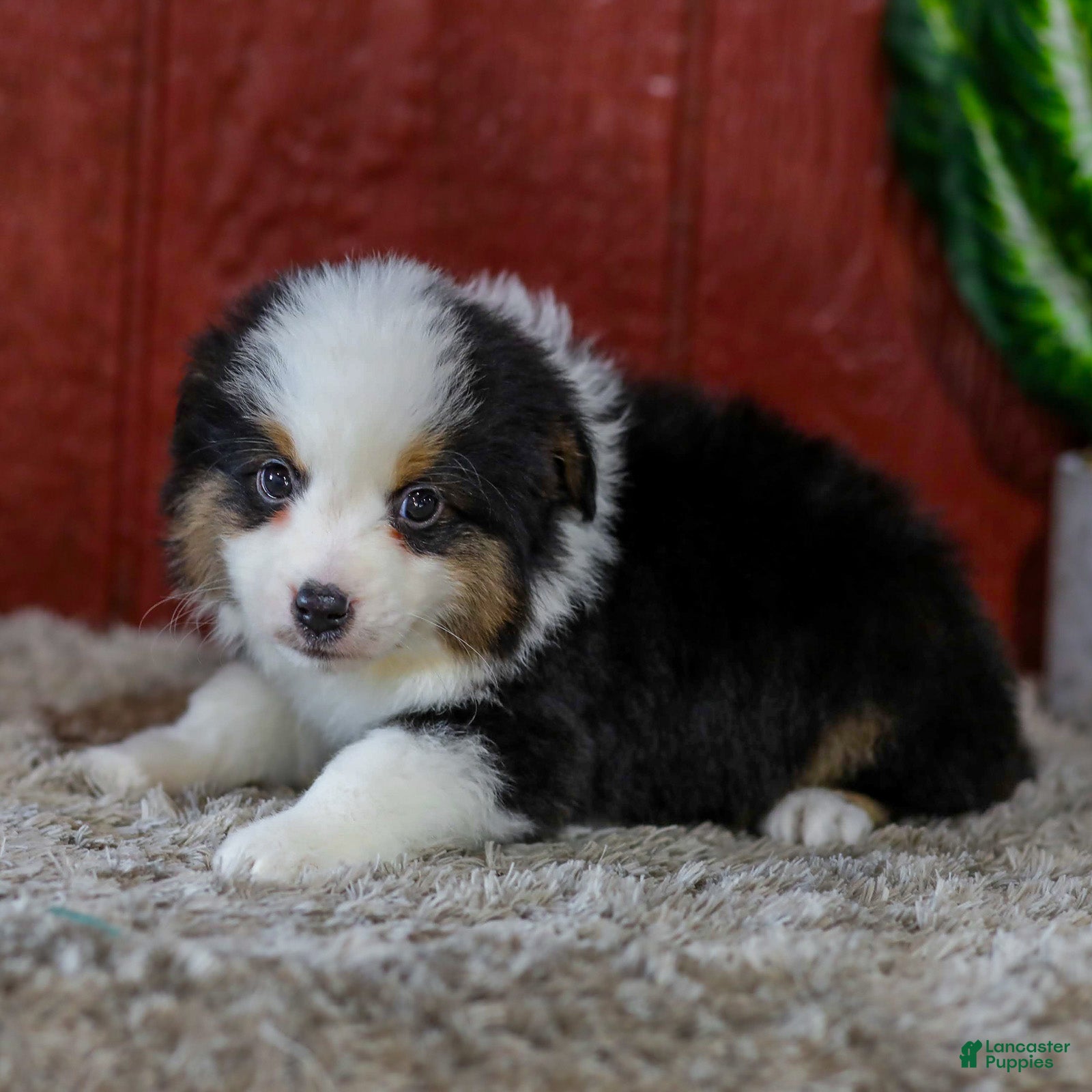 Miniature Australian Shepherd dogs Yukon - Ad 2