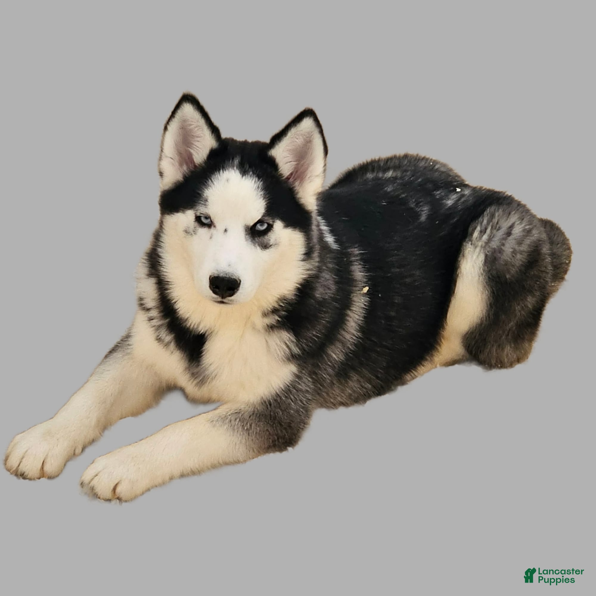 Siberian Husky dogs Birdie - Ad 1