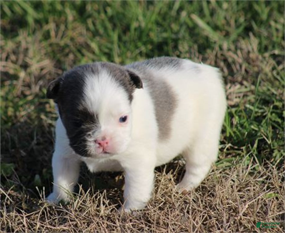 French Bulldog dogs for sale: French Bulldog Puppy 1 - Ad 1