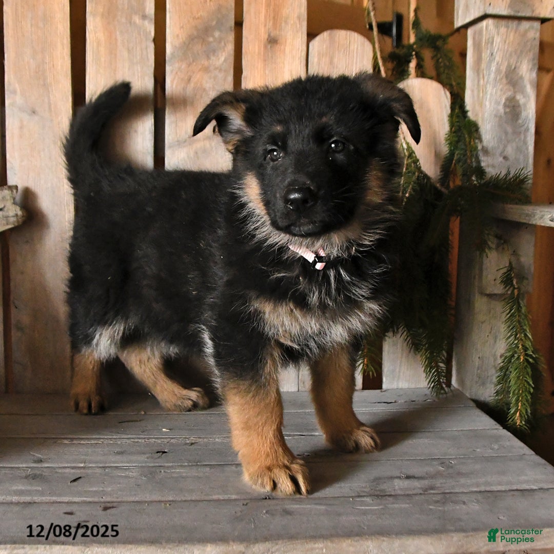 German Shepherd dogs for sale: Sasha - Ad 4