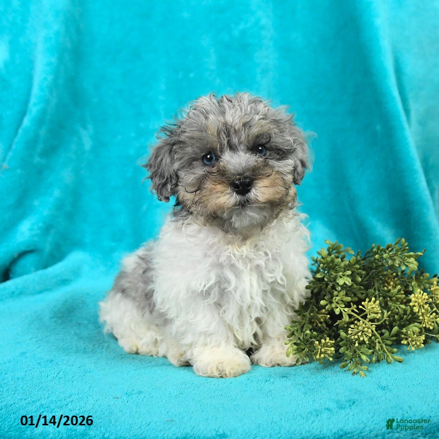Miniature Poodle dogs Murphy - Ad 11