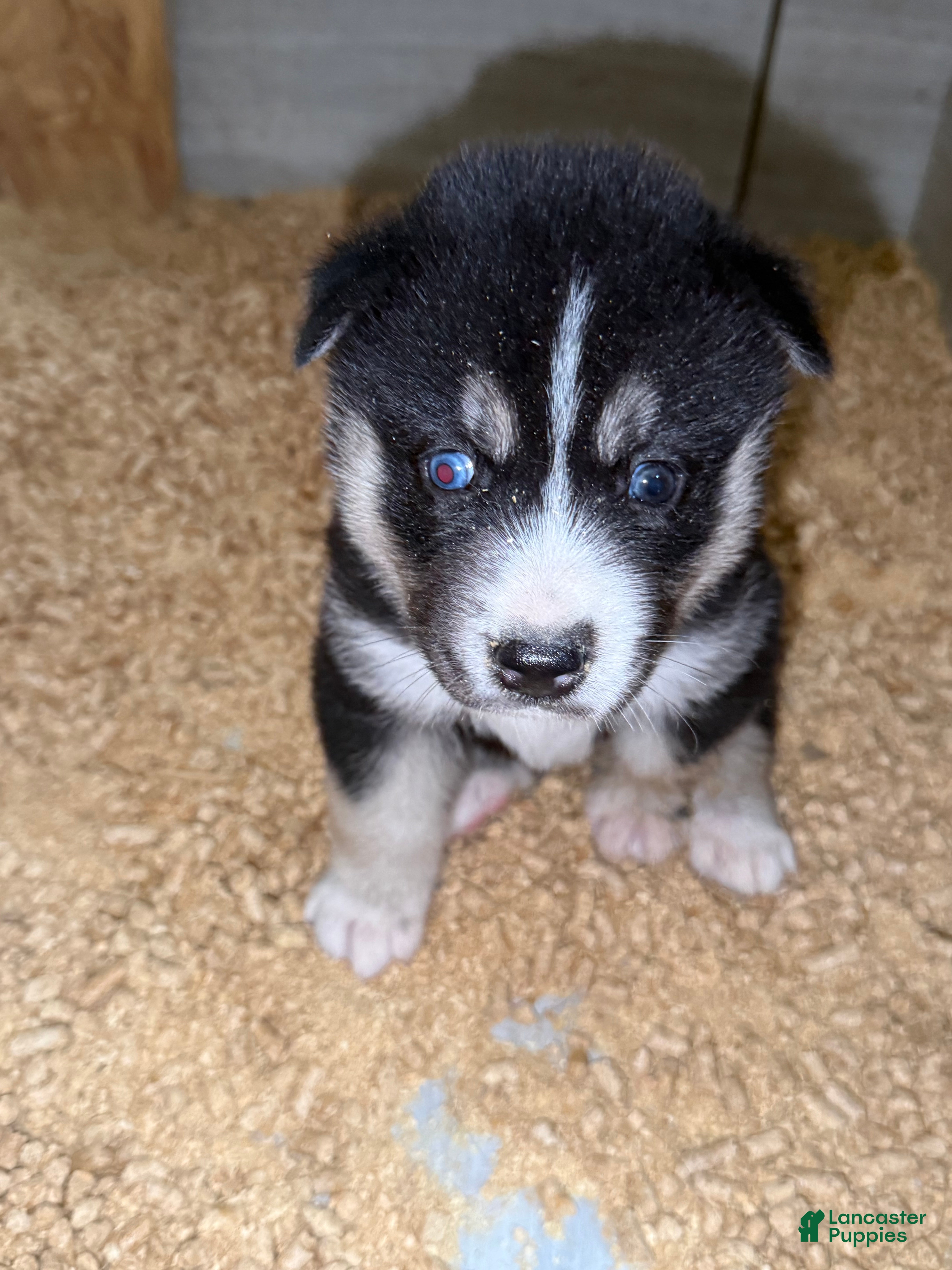 Gerberian Shepsky dogs Kayce - Ad 1
