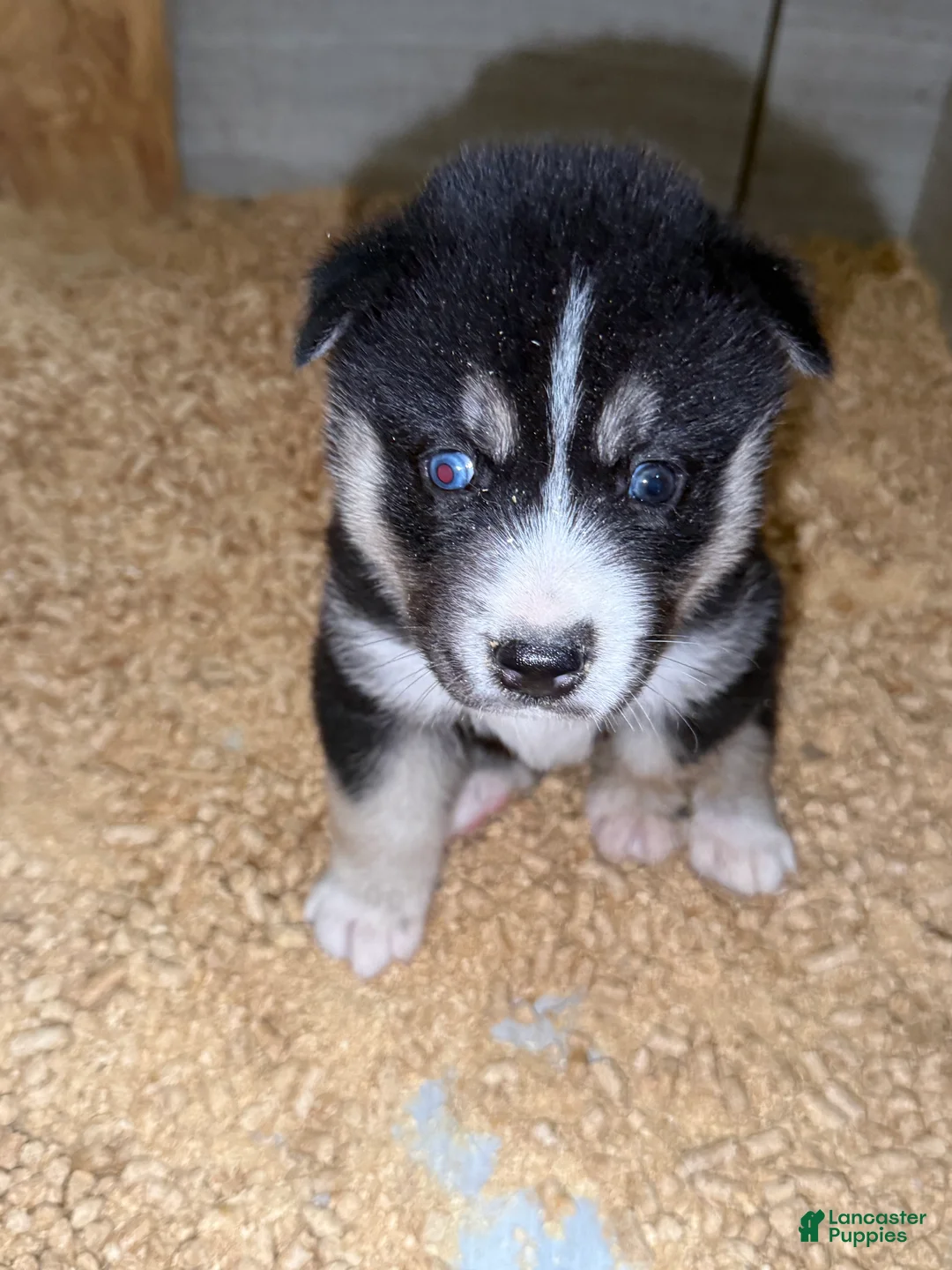 Gerberian Shepsky dogs for sale: Kayce - Ad 1