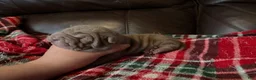 Shar Pei dogs for sale: Parker - Ad 5