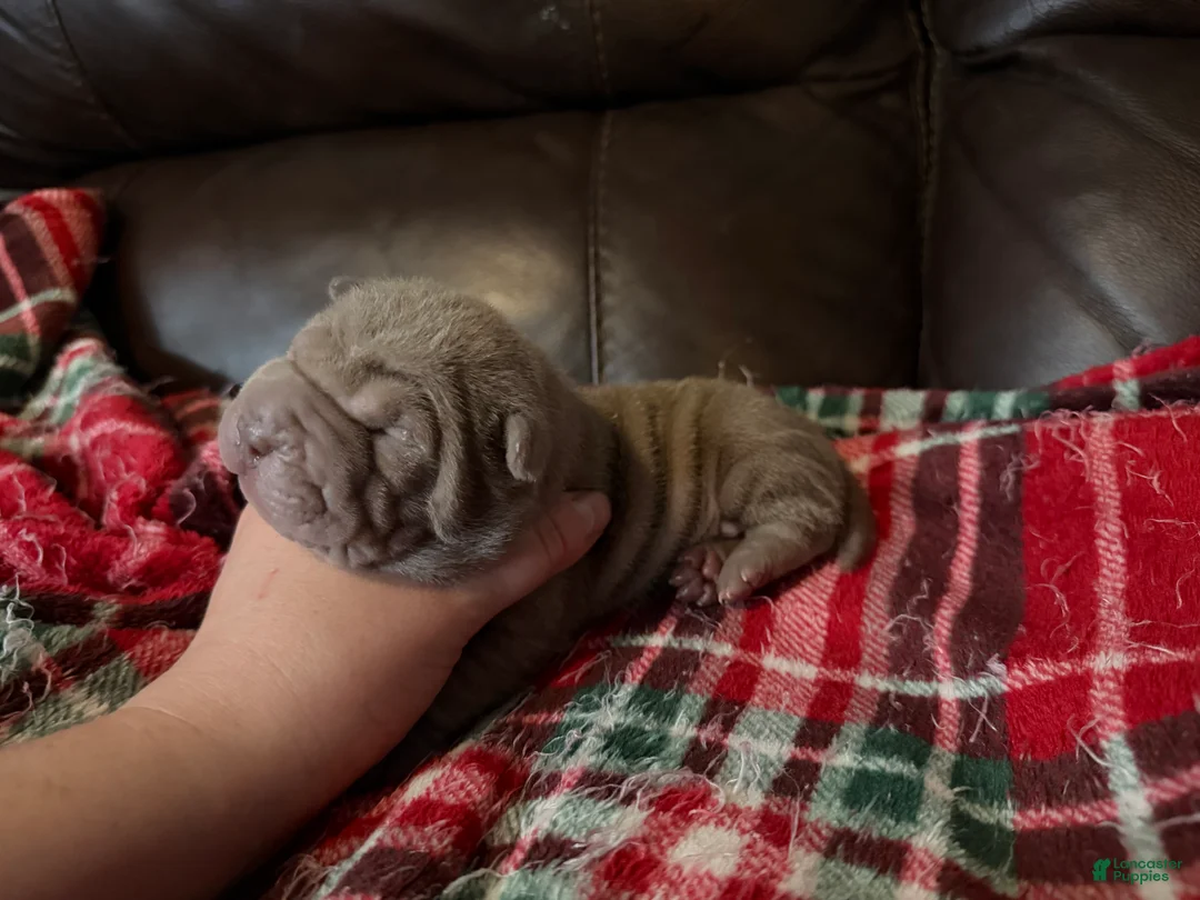 Shar Pei dogs for sale: Parker - Ad 5