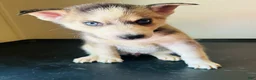 Siberian Husky dogs for sale: Siberian Husky 7 Rasha - Ad 1