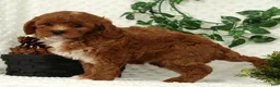 Cavapoo dogs for sale: Leo - Ad 4