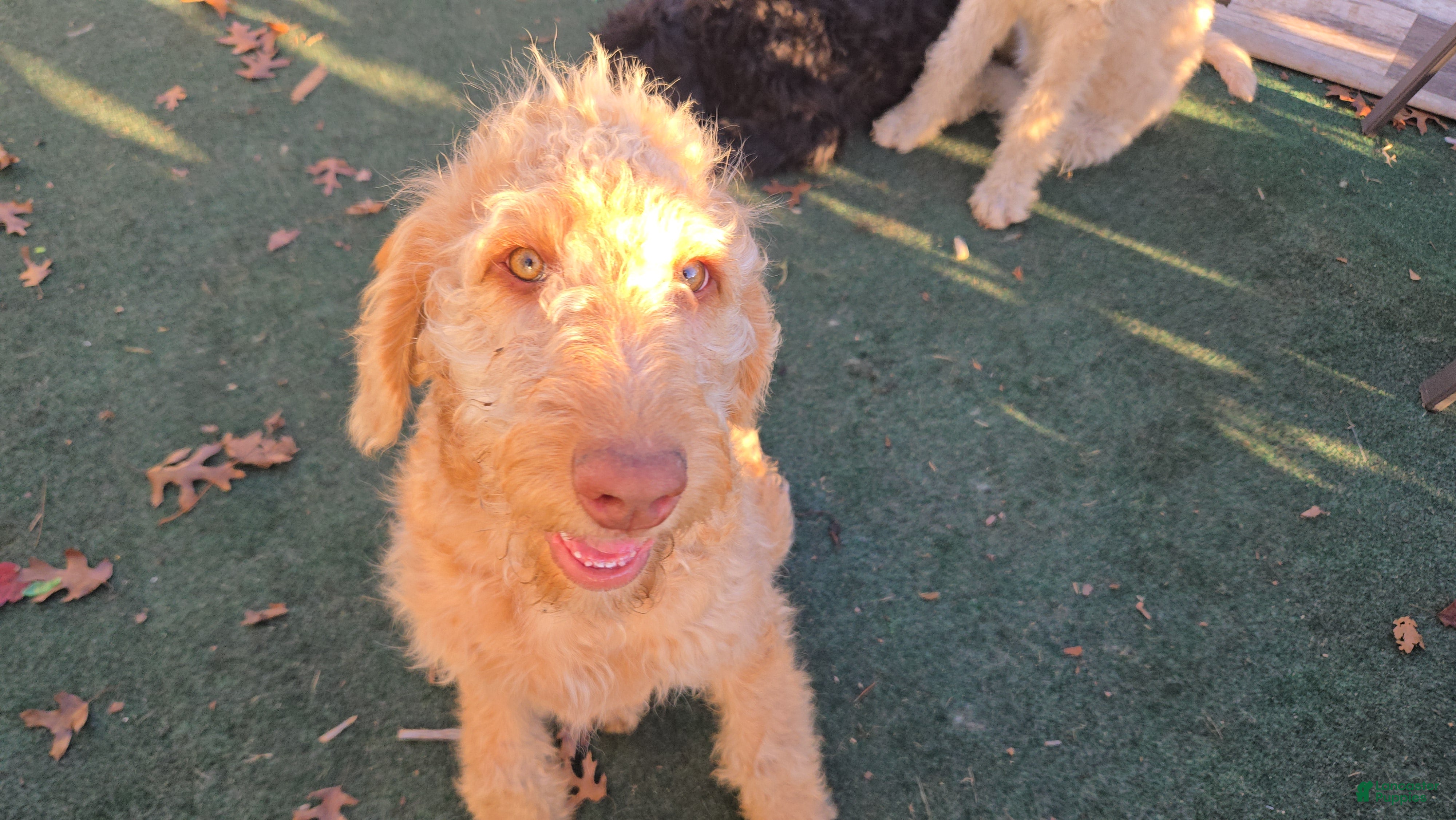 Labradoodle dogs for sale: Annie - Ad 2