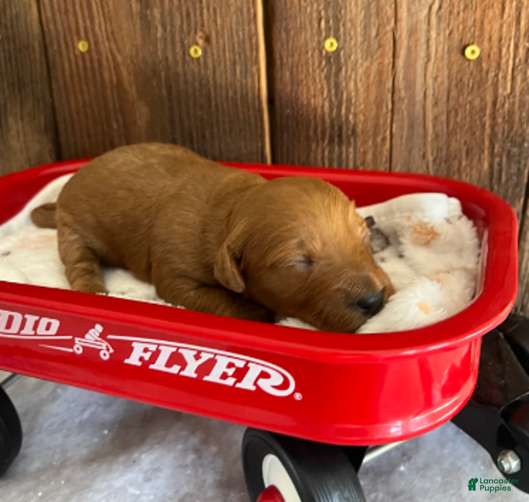 Mini Goldendoodle dogs for sale: Java - Ad 5