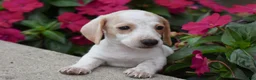 Miniature Dachshund dogs for sale: Buddy - Ad 4