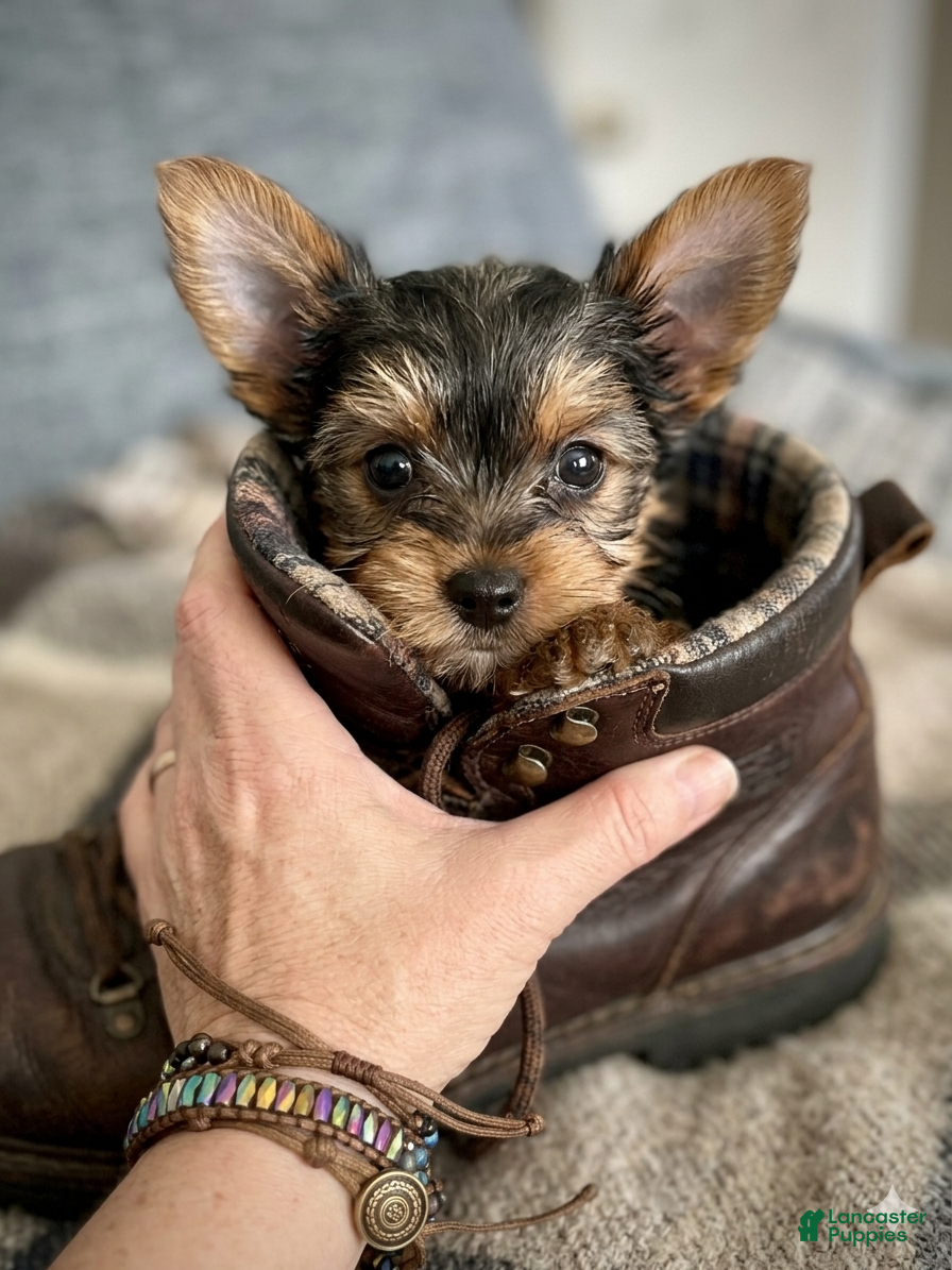 Yorkshire Terrier dogs AKC Leo - Ad 1