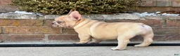 French Bulldog dogs for sale: Buddy - Ad 5