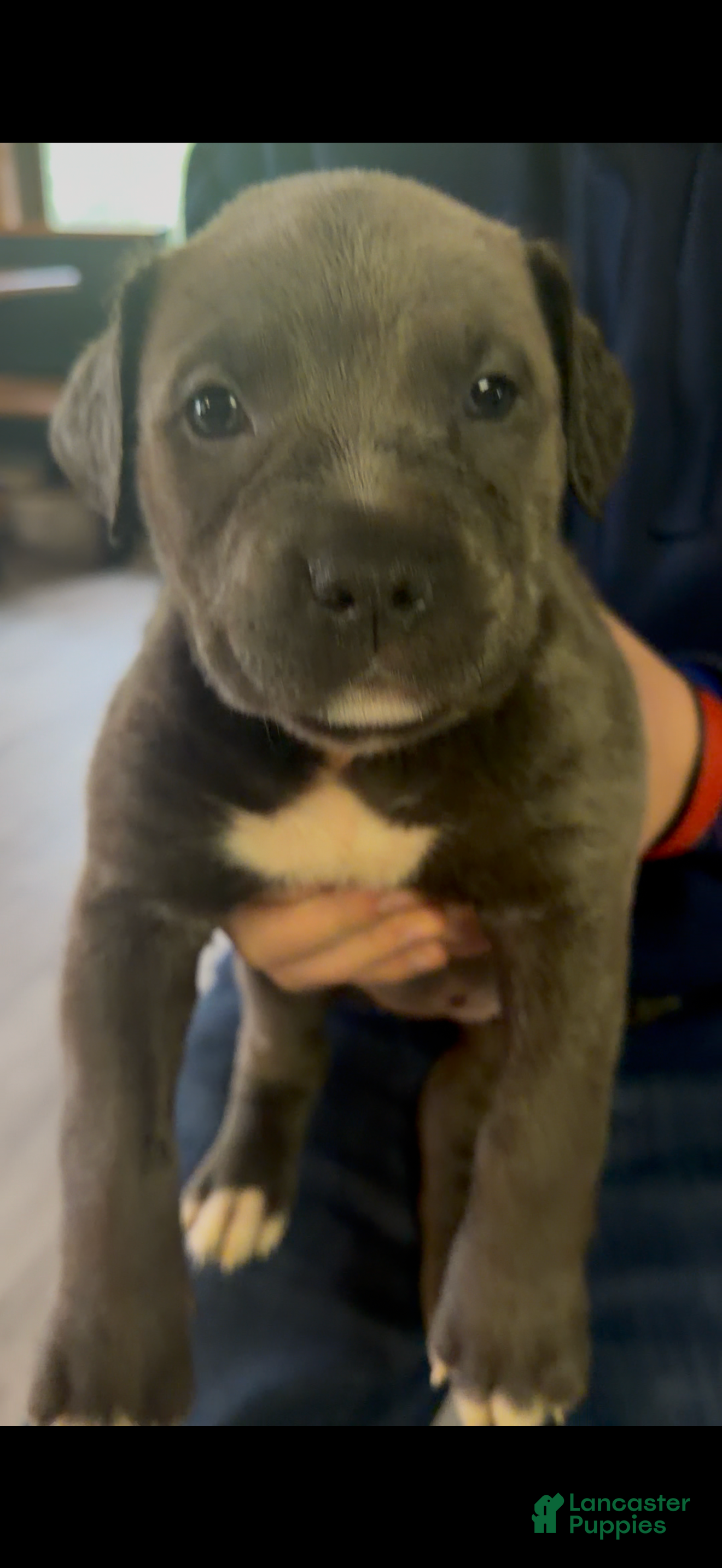 Mixed Breed dogs Mixed Breed Puppy 6 - Ad 5