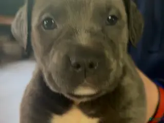 Mixed Breed dogs Mixed Breed Puppy 6 - Ad 5