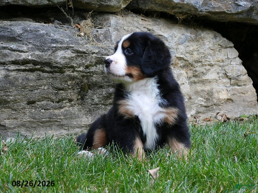 Bernese Mountain Dog dogs Eden - Ad 2