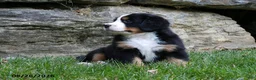Bernese Mountain Dog dogs for sale: Eden - Ad 2