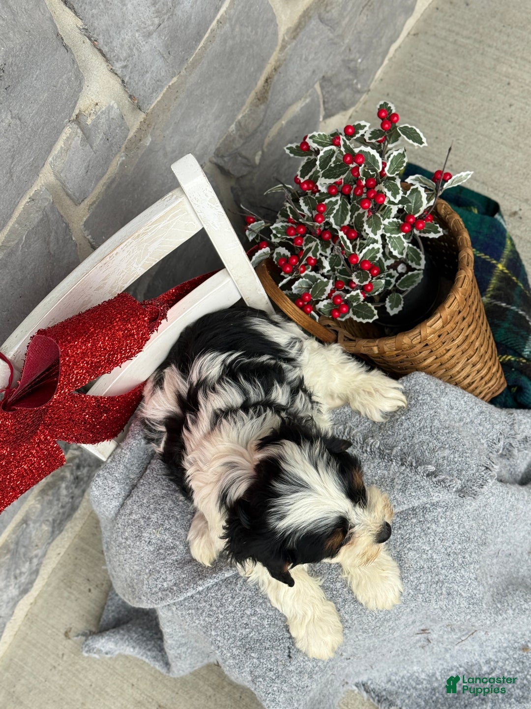 Cavapoo dogs for sale: Allie - Ad 6