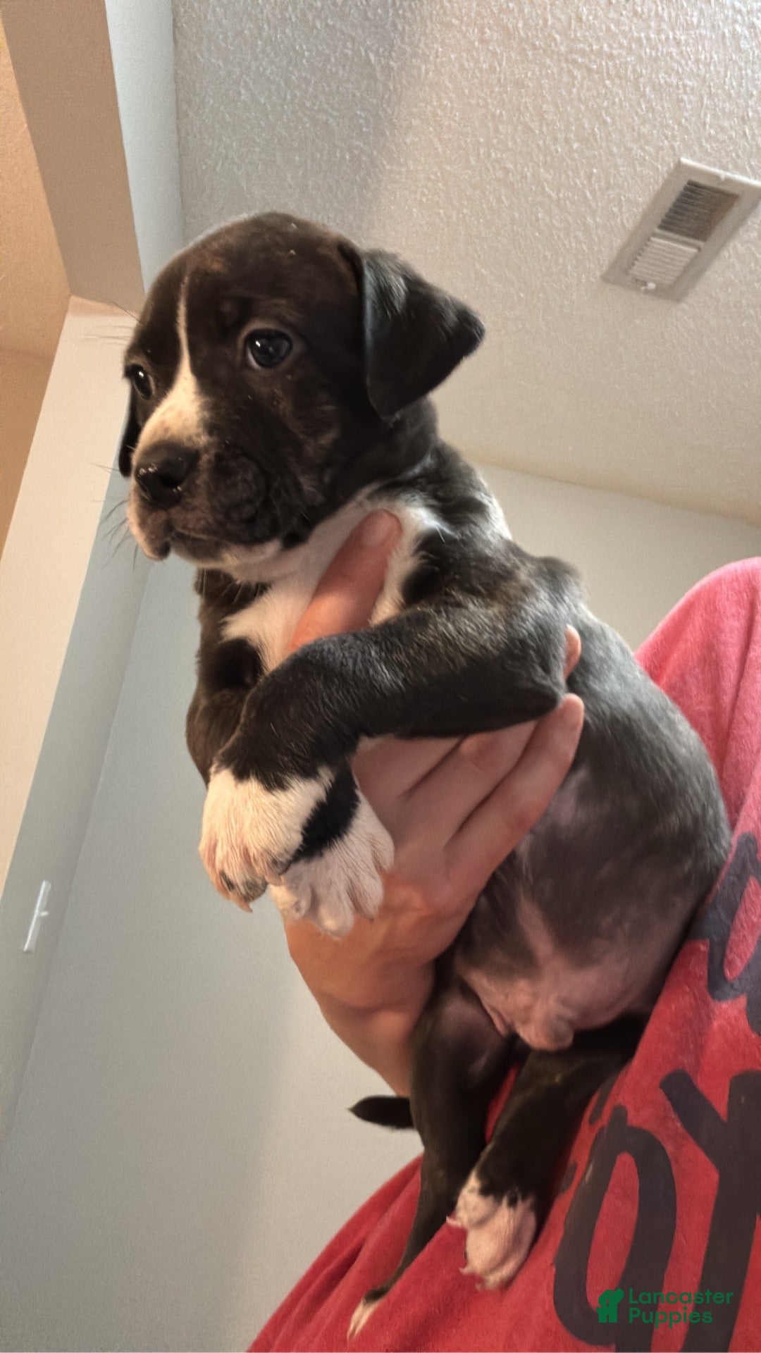 Mixed Breed dogs for sale: Mixed Breed 2 - Ad 18