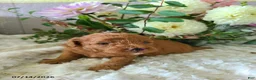 Mini Goldendoodle dogs for sale: Ingrid - Ad 4