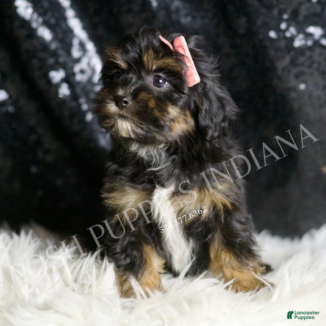 Maltipoo dogs for sale: Beyonce  - Ad 4