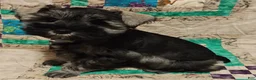 Miniature Schnauzer dogs for sale: Girl 3 - Ad 4