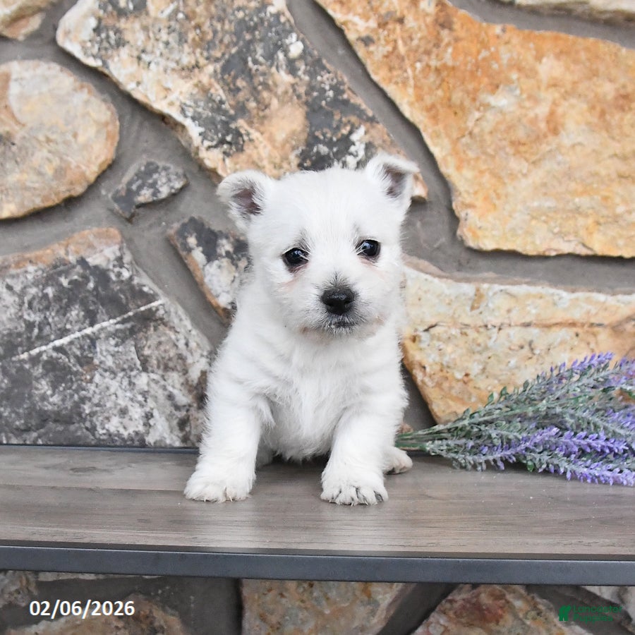 West Highland Terrier dogs Tasha - Ad 13