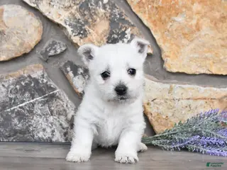West Highland Terrier dogs Tasha - Ad 13