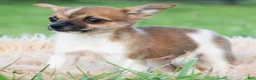 Chihuahua dogs for sale: Pascal - Ad 6