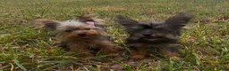 Yorkshire Terrier dogs for sale: Ruby  - Ad 3