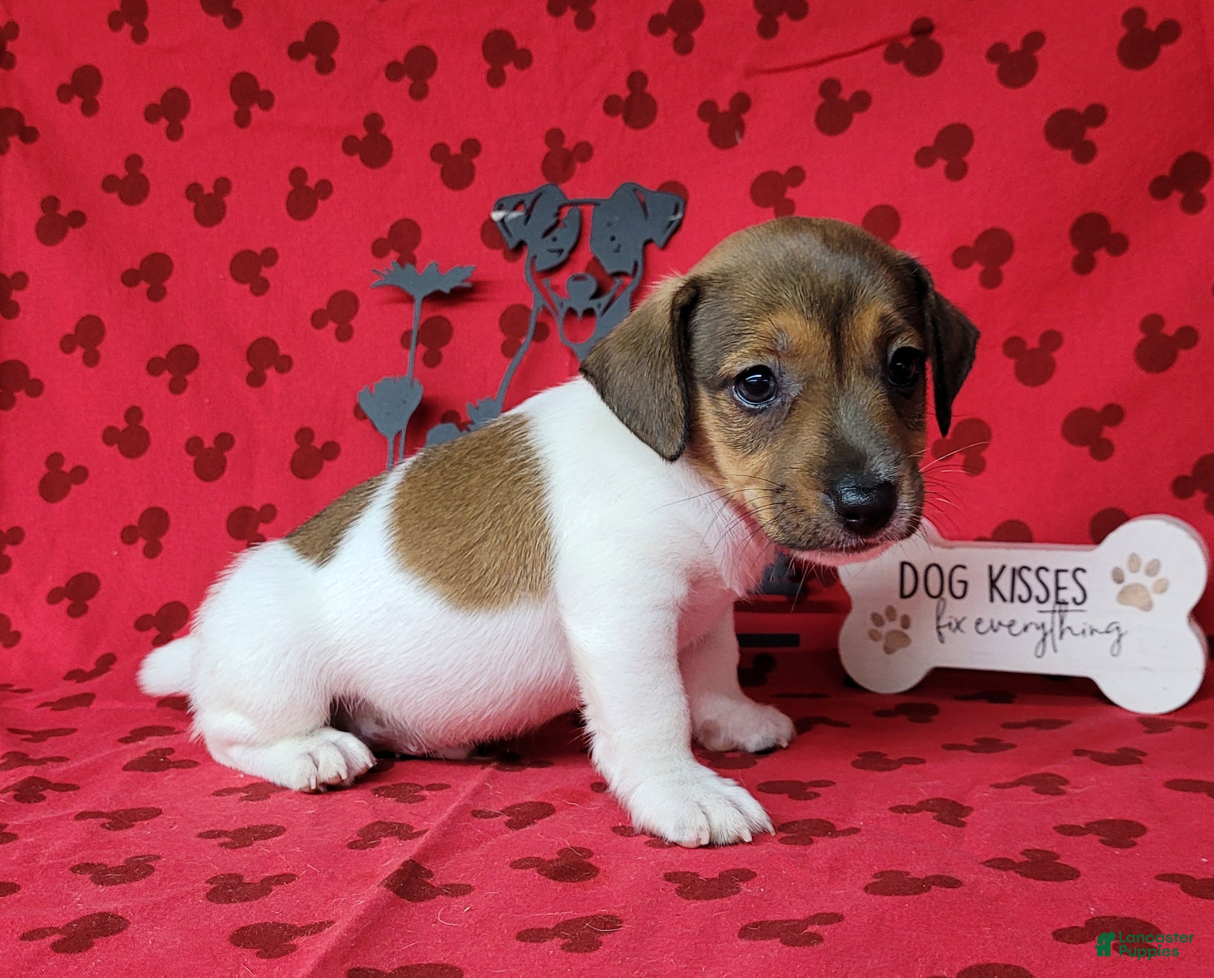 Jack Russell Terrier dogs Puck CKC registered male - Ad 1