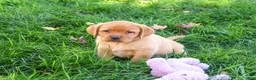 Labrador Retriever dogs for sale: Renee - Ad 3