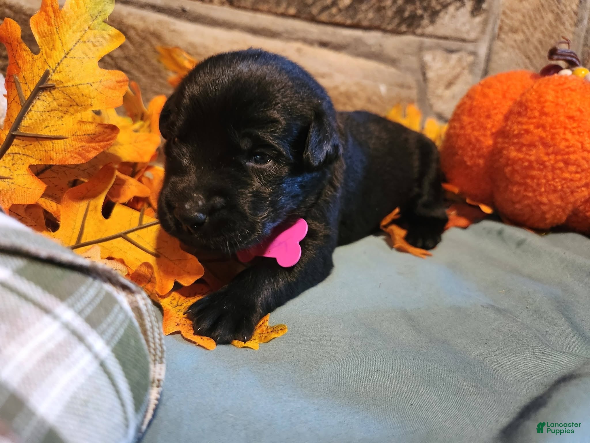 Labrador Retriever dogs Helen/Pink collar Black female. - Ad 36
