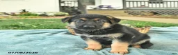 German Shepherd dogs for sale: Icon - Ad 4